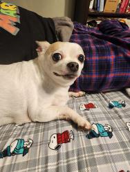 Reunited Female Dog last seen Wendy's, Springfield, MO 65803
