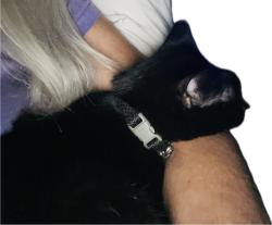 Reunited Male Cat last seen Pryor Street & N Recreation, Fresno, CA 93720