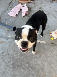 Lost Male Dog last seen Springvale drive, San Antonio, TX 78227
