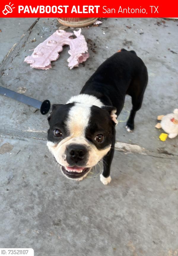 Lost Male Dog last seen Springvale drive, San Antonio, TX 78227