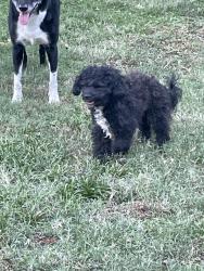Reunited Male Dog last seen 81st and 145th, Broken Arrow, OK 74012