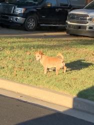 Found/Stray Male Dog last seen 21st and Fulton neighborhood, Tulsa, OK 74129