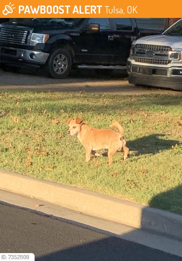 Found/Stray Male Dog last seen 21st and Fulton neighborhood, Tulsa, OK 74129