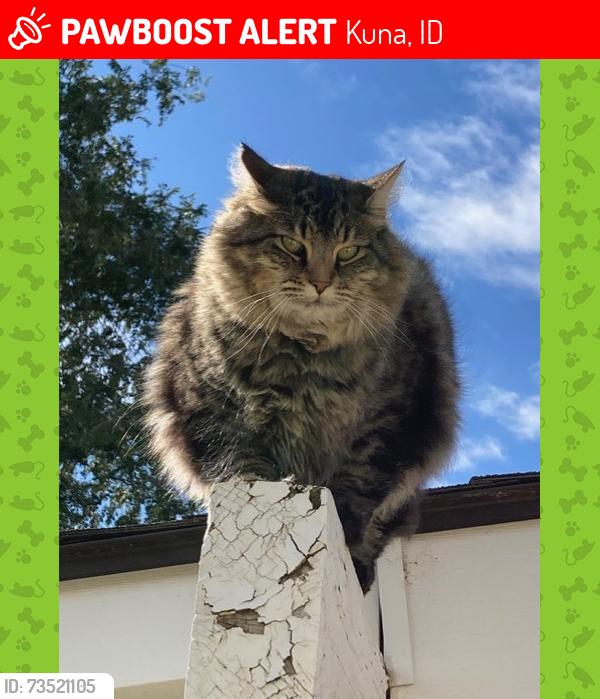 Lost Male Cat last seen Columbia and Linder roads north of Kuna, Kuna, ID 83642