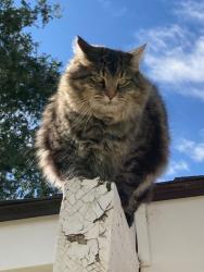 Lost Male Cat last seen Columbia and Linder roads north of Kuna, Kuna, ID 83642