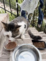 Found/Stray Unknown Cat last seen Roswell Rd and twp Pkwy, Sandy Springs, GA 30342
