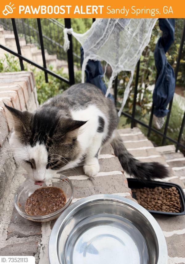 Found/Stray Unknown Cat last seen Roswell Rd and twp Pkwy, Sandy Springs, GA 30342