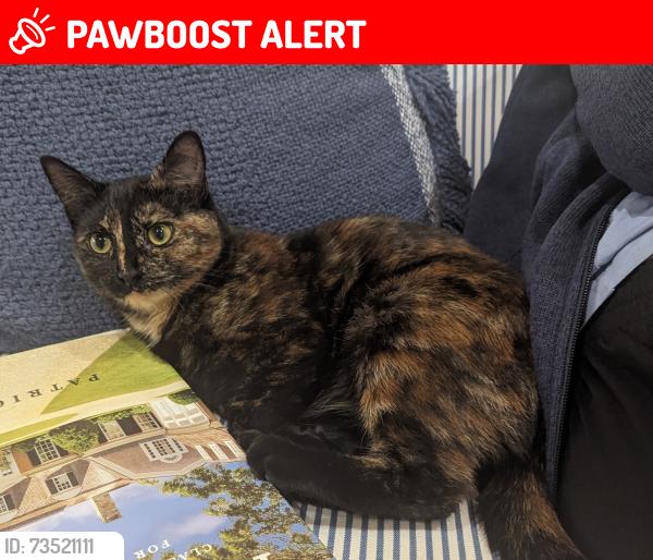 Lost Female Cat last seen Avalon Ridge Lane & S Molter, Liberty Lake, Spokane County, WA 99019