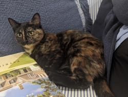 Lost Female Cat last seen Avalon Ridge Lane & S Molter, Liberty Lake, Spokane County, WA 99019