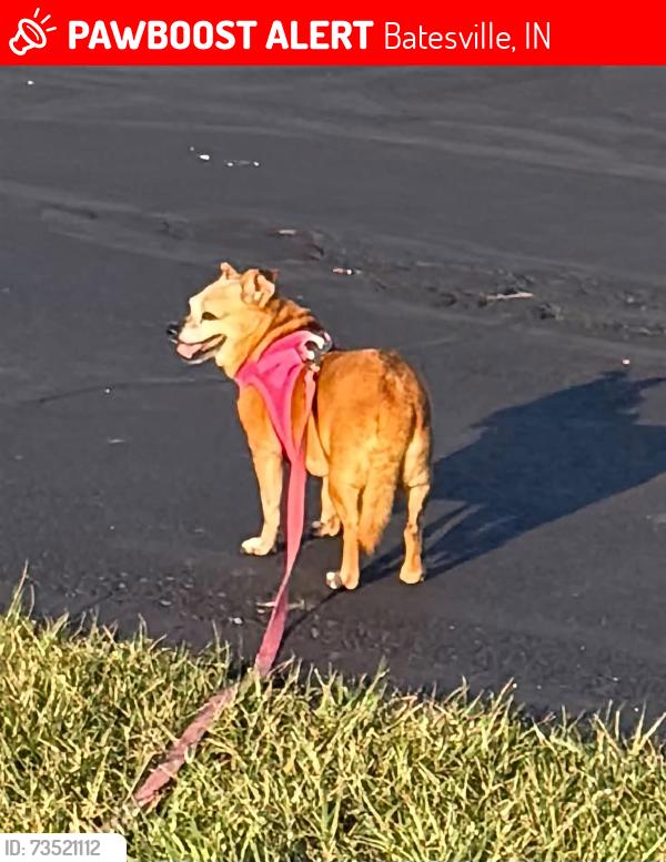 Lost Female Dog last seen Freedom park batesville indiana, Batesville, IN 47006