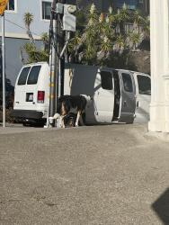 Found/Stray Unknown Dog last seen 22nd and Sanchez, San Francisco, CA 94114