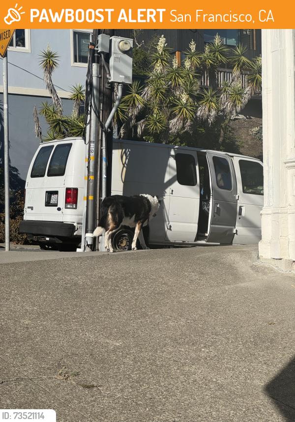 Found/Stray Unknown Dog last seen 22nd and Sanchez, San Francisco, CA 94114