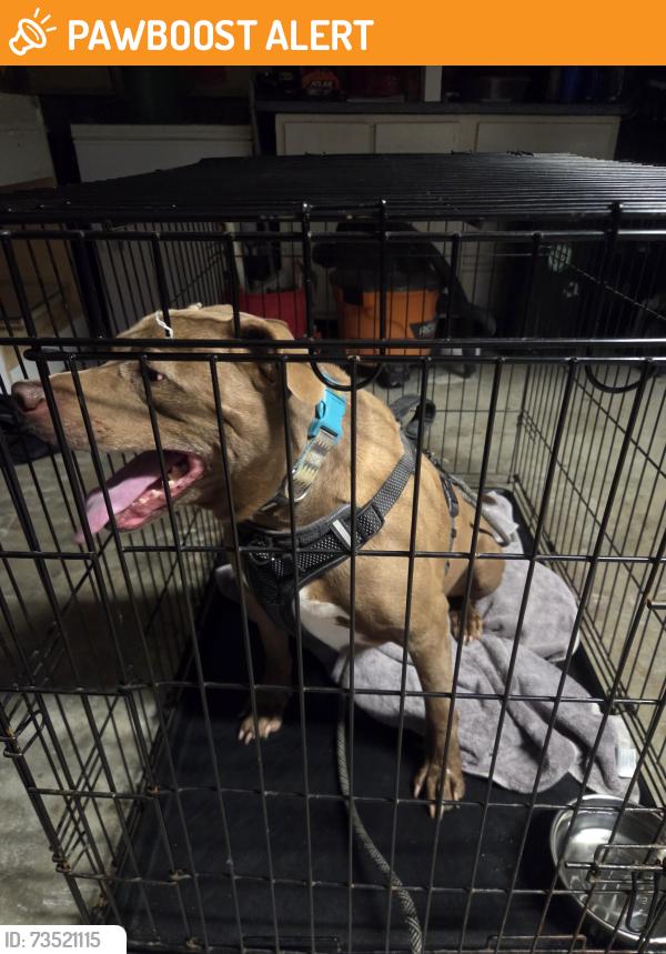 Found/Stray Male Dog last seen Forester, Pleasant Run Farm, OH 45240
