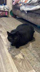 Reunited Female Cat last seen Clinton hwy, cruze rd, Powell, TN 37849