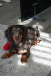 Reunited Male Dog last seen Near s 5350 w Payson Utah, Payson, UT 84651