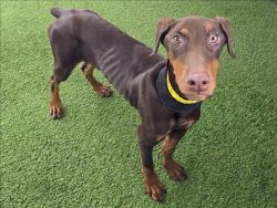 Shelter Stray Male Dog last seen , 14409 Vanowen St, Van Nuys, CA 91405, USA