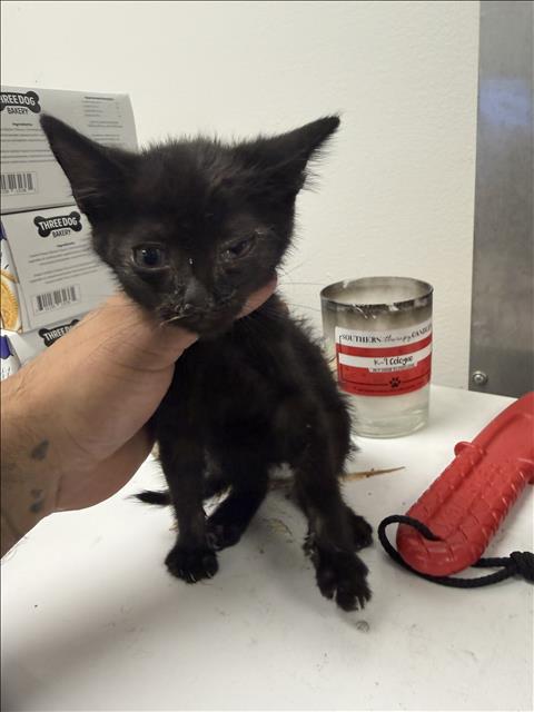 Shelter Stray Unknown Cat last seen , 14409 Vanowen St, Van Nuys, CA 91405, USA
