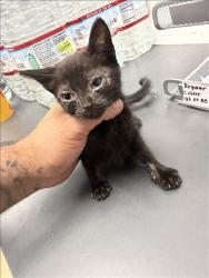 Shelter Stray Unknown Cat last seen , 14409 Vanowen St, Van Nuys, CA 91405, USA