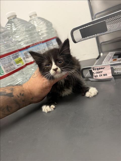 Shelter Stray Unknown Cat last seen , 14409 Vanowen St, Van Nuys, CA 91405, USA