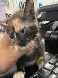 Shelter Stray Unknown Cat last seen , 14409 Vanowen St, Van Nuys, CA 91405, USA