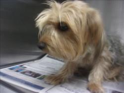Shelter Stray Male Dog last seen , 14409 Vanowen St, Van Nuys, CA 91405, USA