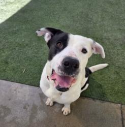 Shelter Stray Male Dog last seen , 1850 W 60th St, Los Angeles, CA 90047, USA