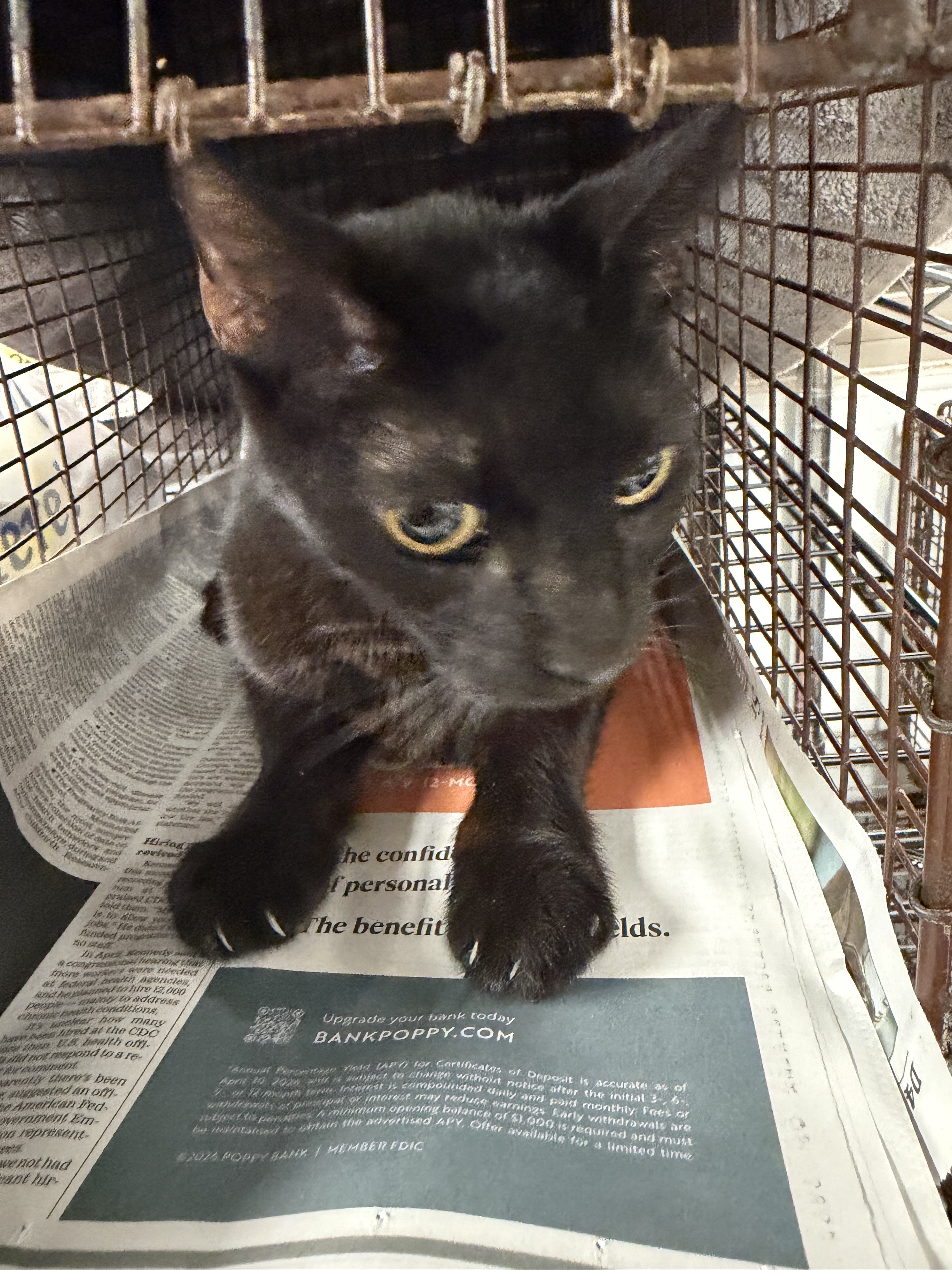 Shelter Stray Unknown Cat last seen , 14409 Vanowen St, Van Nuys, CA 91405, USA