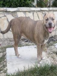 Shelter Stray Female Dog last seen , 1850 W 60th St, Los Angeles, CA 90047, USA