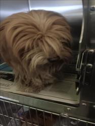 Shelter Stray Male Dog last seen , 1850 W 60th St, Los Angeles, CA 90047, USA