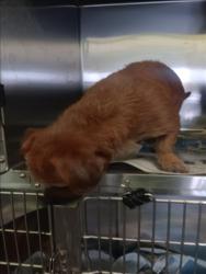 Shelter Stray Male Dog last seen , 1850 W 60th St, Los Angeles, CA 90047, USA