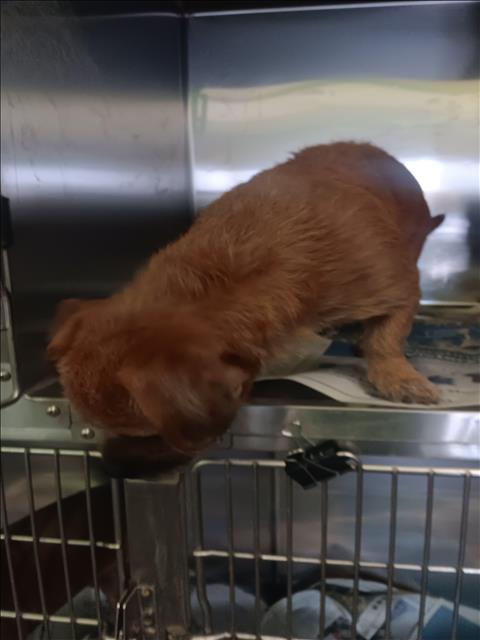Shelter Stray Male Dog last seen , 1850 W 60th St, Los Angeles, CA 90047, USA