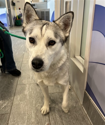 Shelter Stray Female Dog last seen PEORIA AND 37TH, 2080 S Quebec St, Denver, CO 80231, USA