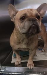 Shelter Stray Female Dog last seen , 1850 W 60th St, Los Angeles, CA 90047, USA