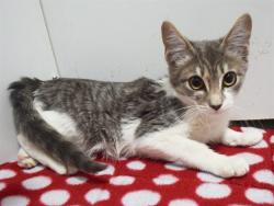 Shelter Stray Male Cat last seen MANMAR WAY/48TH AVE, 95823, 3839 Bradshaw Rd, Sacramento, CA 95827, USA