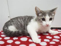 Shelter Stray Female Cat last seen MANMAR WAY/48TH AVE, 95823, 3839 Bradshaw Rd, Sacramento, CA 95827, USA