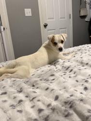 Found/Stray Male Dog last seen Highland Ave, Hickory, NC 28602