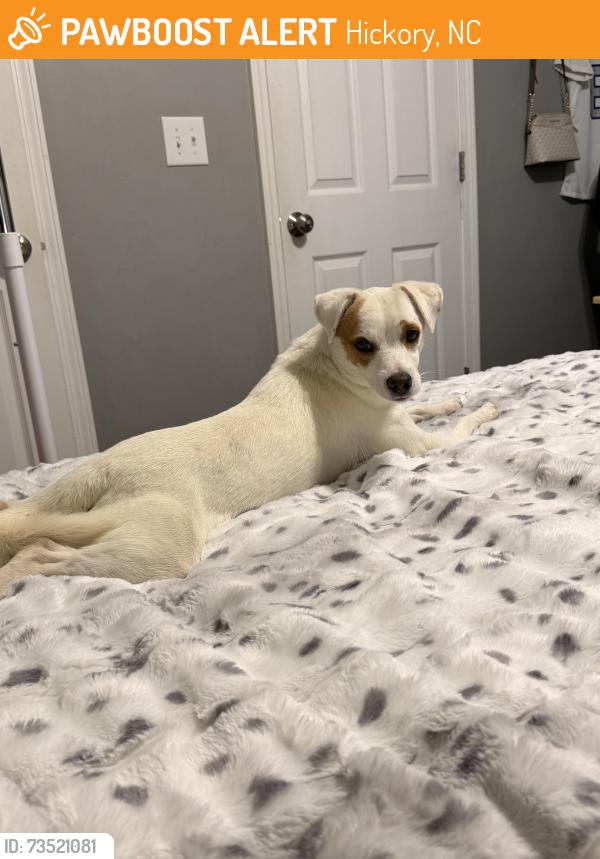 Found/Stray Male Dog last seen Highland Ave, Hickory, NC 28602