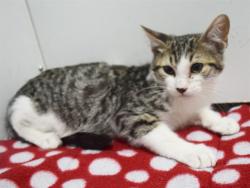 Shelter Stray Male Cat last seen MANMAR WAY/48TH AVE, 95823, 3839 Bradshaw Rd, Sacramento, CA 95827, USA
