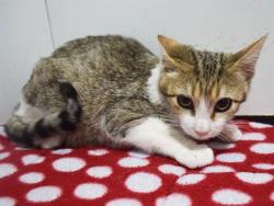 Shelter Stray Female Cat last seen MANMAR WAY/48TH AVE, 95823, 3839 Bradshaw Rd, Sacramento, CA 95827, USA