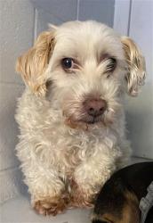 Shelter Stray Male Dog last seen FRUITRIDGE & FREEPORT, 2127 Front St, Sacramento, CA 95818, USA