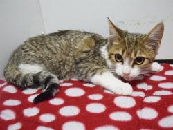 Shelter Stray Female Cat last seen MANMAR WAY/48TH AVE, 95823, 3839 Bradshaw Rd, Sacramento, CA 95827, USA