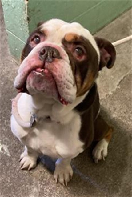 Shelter Stray Male Dog last seen H ST & 26TH ST, 2127 Front St, Sacramento, CA 95818, USA