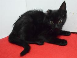 Shelter Stray Male Cat last seen 65TH AVE/FLORIN RD, 95823, 3839 Bradshaw Rd, Sacramento, CA 95827, USA