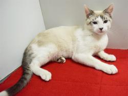 Shelter Stray Male Cat last seen OLD WINERY PL/HORN, RD, 3839 Bradshaw Rd, Sacramento, CA 95827, USA