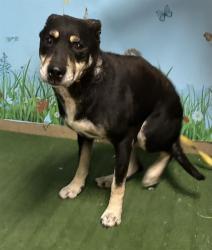 Shelter Stray Male Dog last seen , 38550 Sierra Hwy, Palmdale, CA 93550, USA