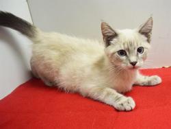 Shelter Stray Male Cat last seen ARLISSON DR/BRADSHAW RD, 95827, 3839 Bradshaw Rd, Sacramento, CA 95827, USA