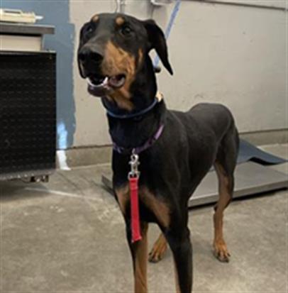 Shelter Stray Male Dog last seen , 600 Aviation Dr, Camarillo, CA 93010, USA