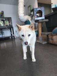 Shelter Stray Female Dog last seen , West Valley Animal Shelter, 20655 Plummer St, Chatsworth, CA 91311, USA