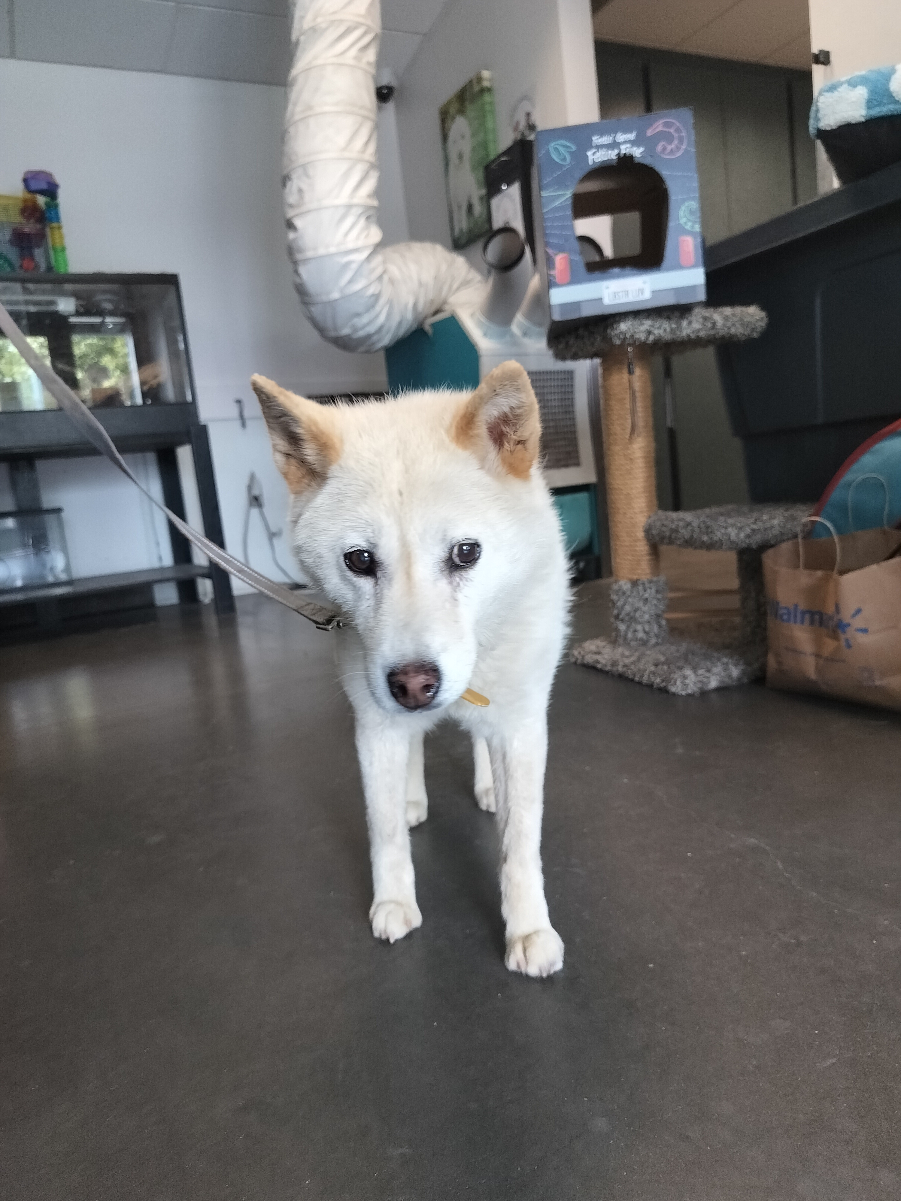 Shelter Stray Female Dog last seen , West Valley Animal Shelter, 20655 Plummer St, Chatsworth, CA 91311, USA