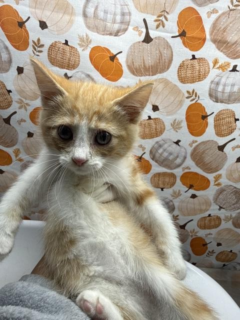 Shelter Stray Female Cat last seen Near BLOCK LA SIERRA AVE, RIVERSIDE, CA, 6851 Van Buren Boulevard, Jurupa Valley, CA 92509, USA